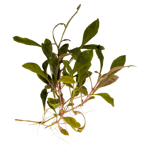 Alternanthera reineckii