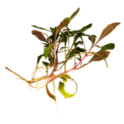 Alternanthera reineckii
