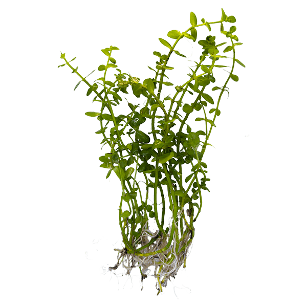 Moneywort