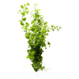 Creeping Jenny