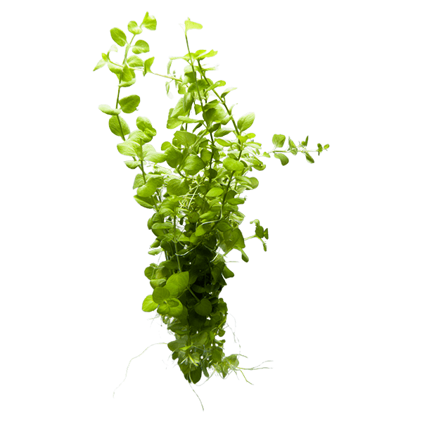 Creeping Jenny