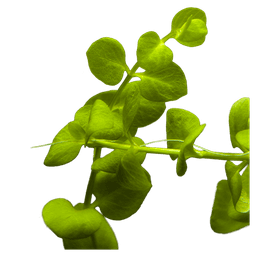 Creeping Jenny