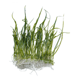 Eleocharis pusilla