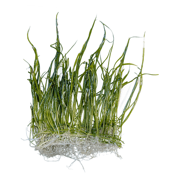 Eleocharis pusilla