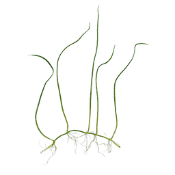 Eleocharis pusilla
