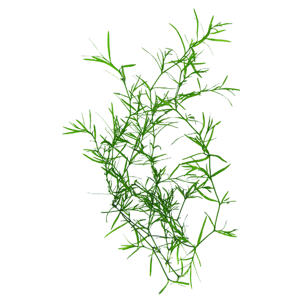 Guppy Grass