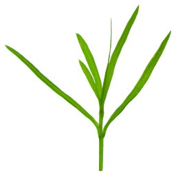 Guppy Grass