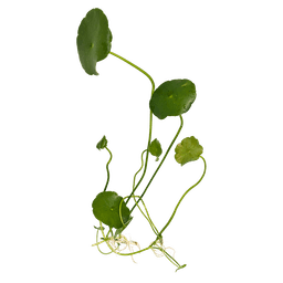 Hydrocotyle verticillata