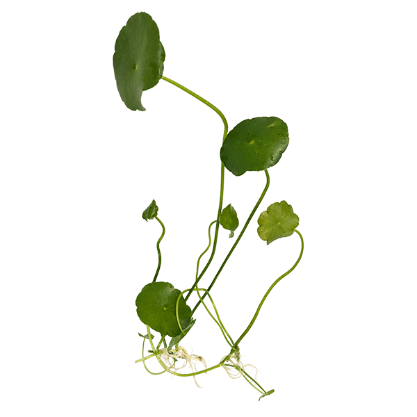 Hydrocotyle verticillata