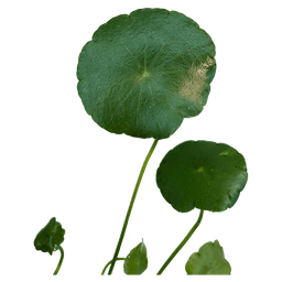 Hydrocotyle verticillata