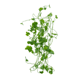 Hydrocotyle tripartita