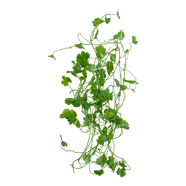 Hydrocotyle tripartita