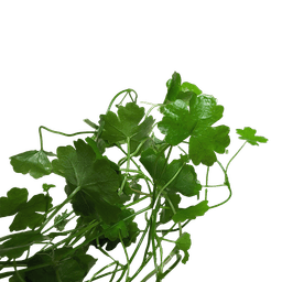 Hydrocotyle tripartita