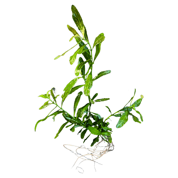 Hygrophila polysperma 'Rosanervig'