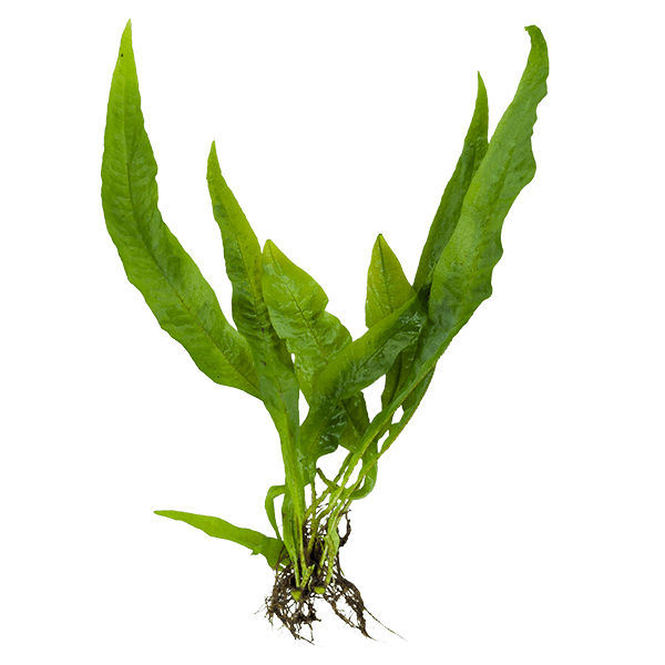 Java Fern 'Broad Leaf'