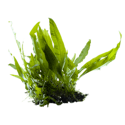 Java Fern 'Broad Leaf'
