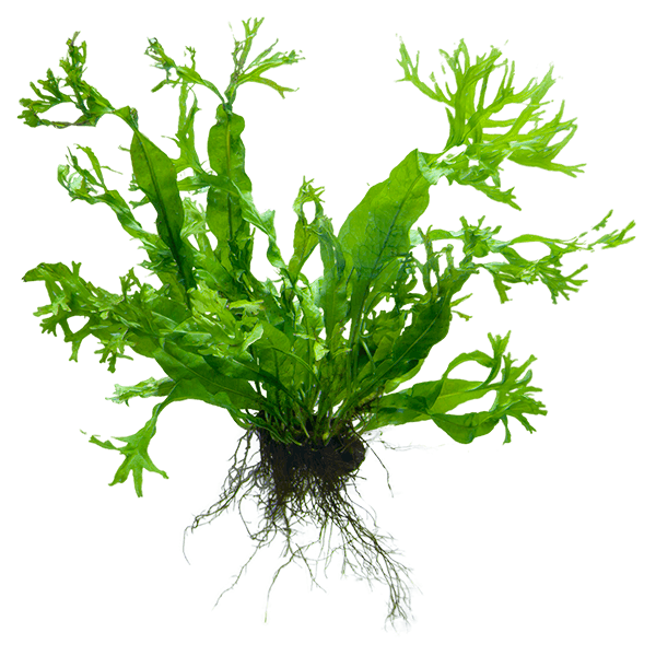 Java Fern 'Windelov'