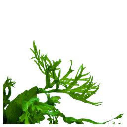 Java Fern 'Windelov'