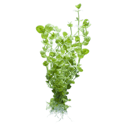 Lindernia rotundifolia