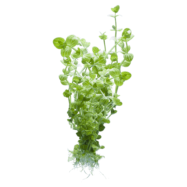 Lindernia rotundifolia