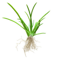 Littorella uniflora