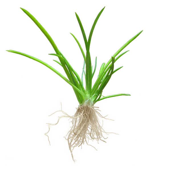 Littorella uniflora