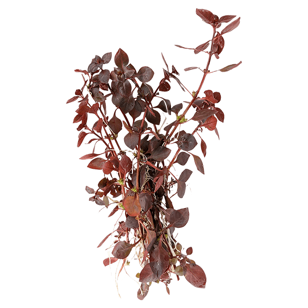 Ludwigia palustris 'super red'