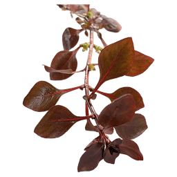 Ludwigia palustris 'super red'