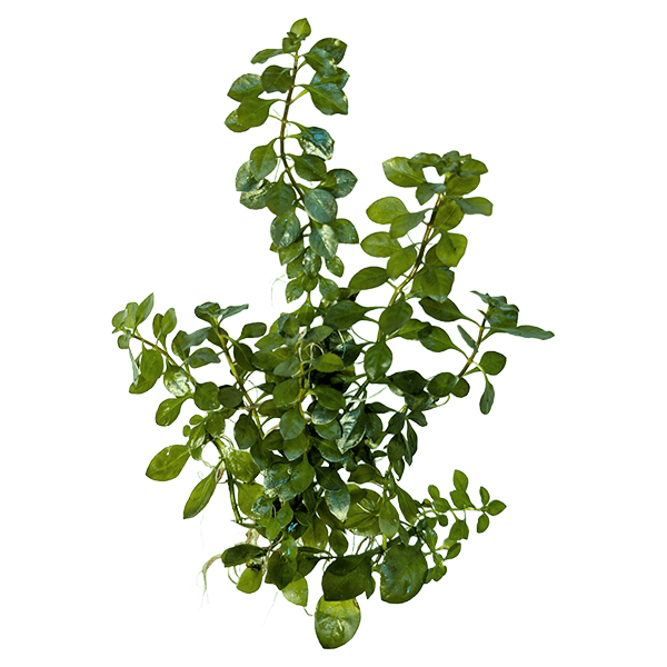 Ludwigia repens