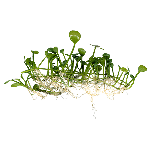 Marsilea crenata