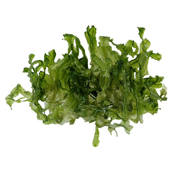 Monosolenium tenerum