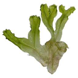 Monosolenium tenerum