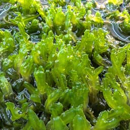 Monosolenium tenerum