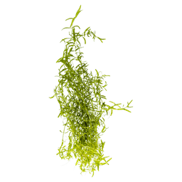 Pearlweed