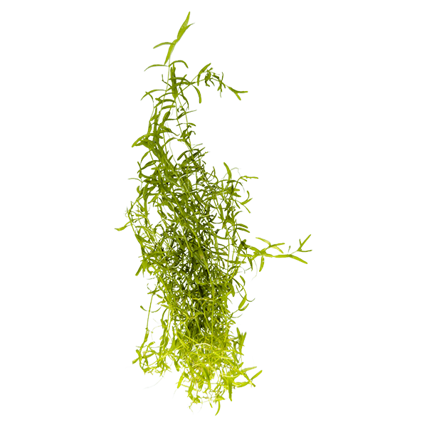Pearlweed