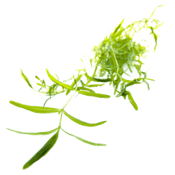 Pearlweed