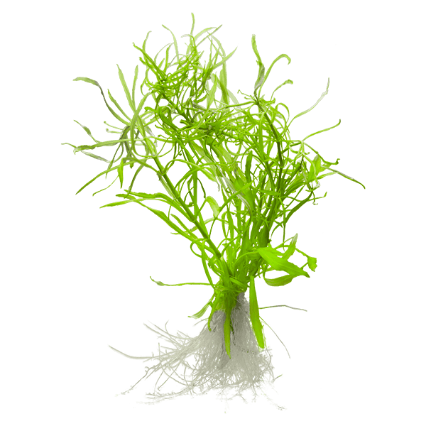 Pogostemon stellatus