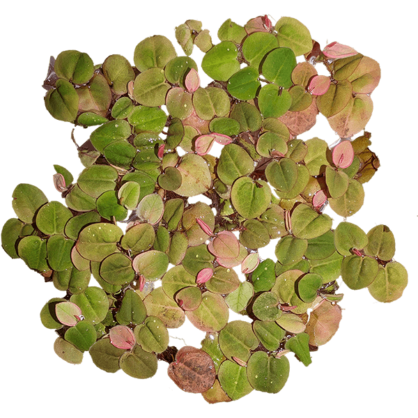 Red Root Floaters