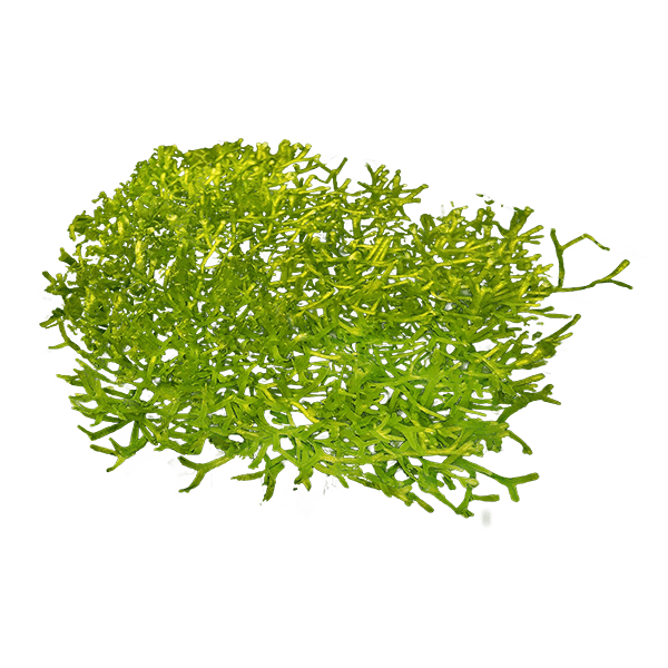 Riccia fluitans