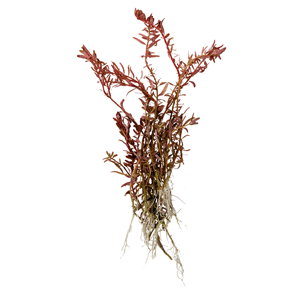 Rotala rotundifolia 'red'