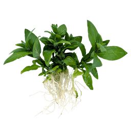 Staurogyne repens