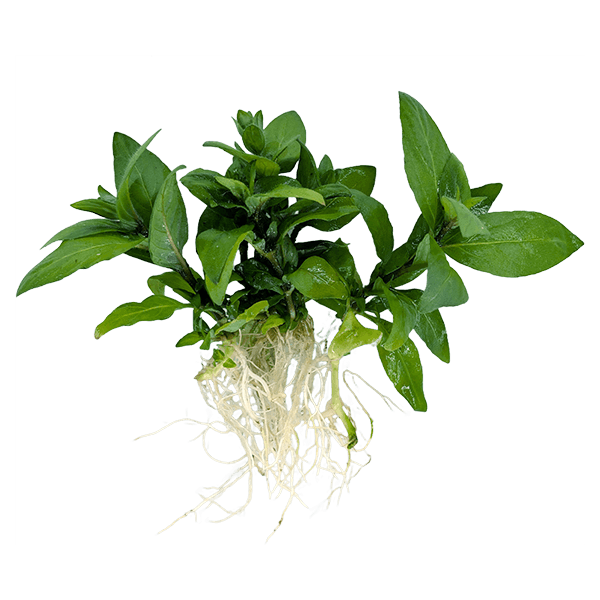 Staurogyne repens