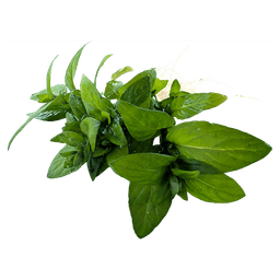 Staurogyne repens