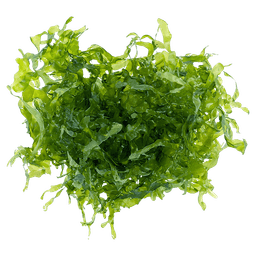 Susswassertang