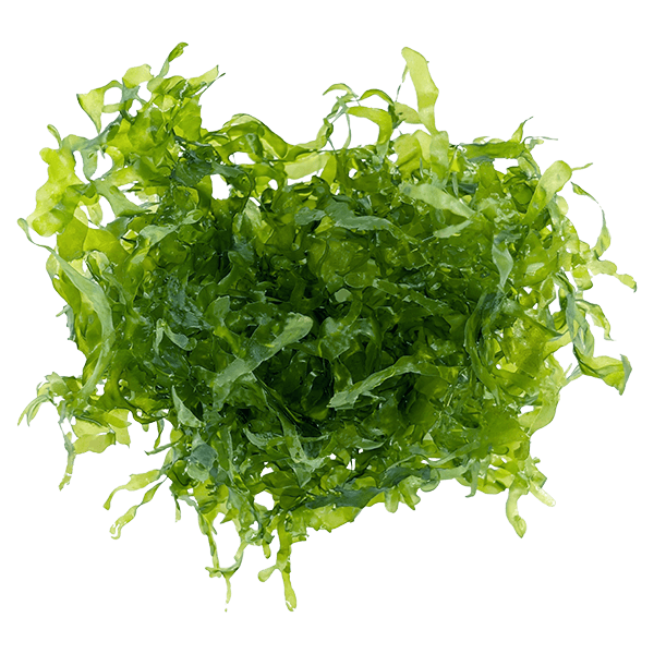 Susswassertang