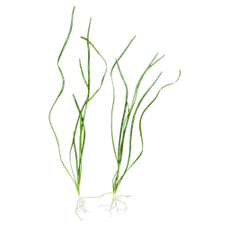 Vallisneria spiralis