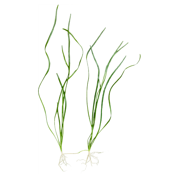 Vallisneria spiralis