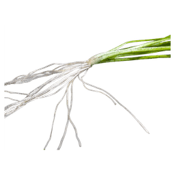 Vallisneria spiralis