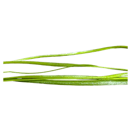 Vallisneria spiralis