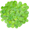 Amazon Frogbit